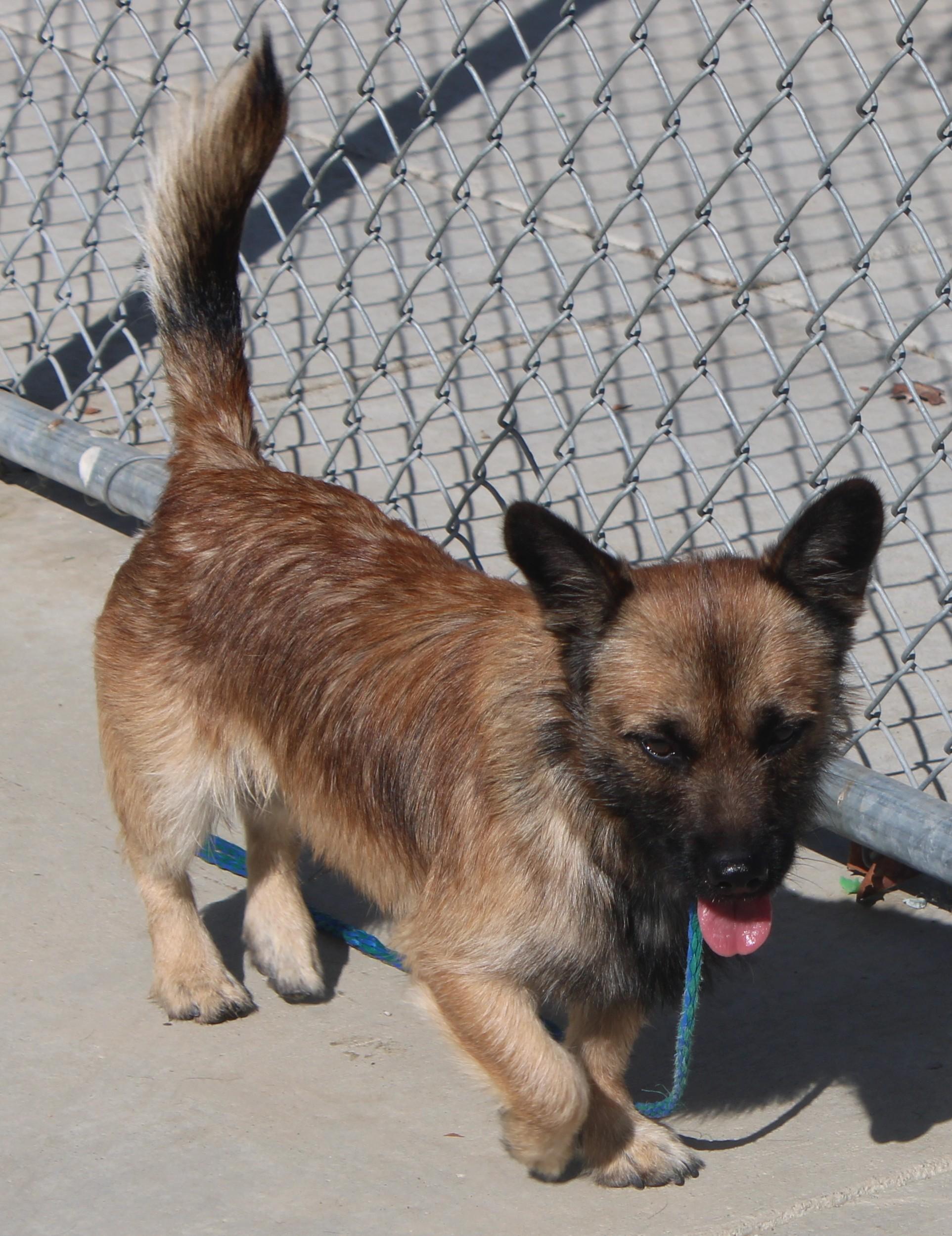Enlarge CHEWBACCA, a Adopted mixed breed in Wasco, CA image 4/6