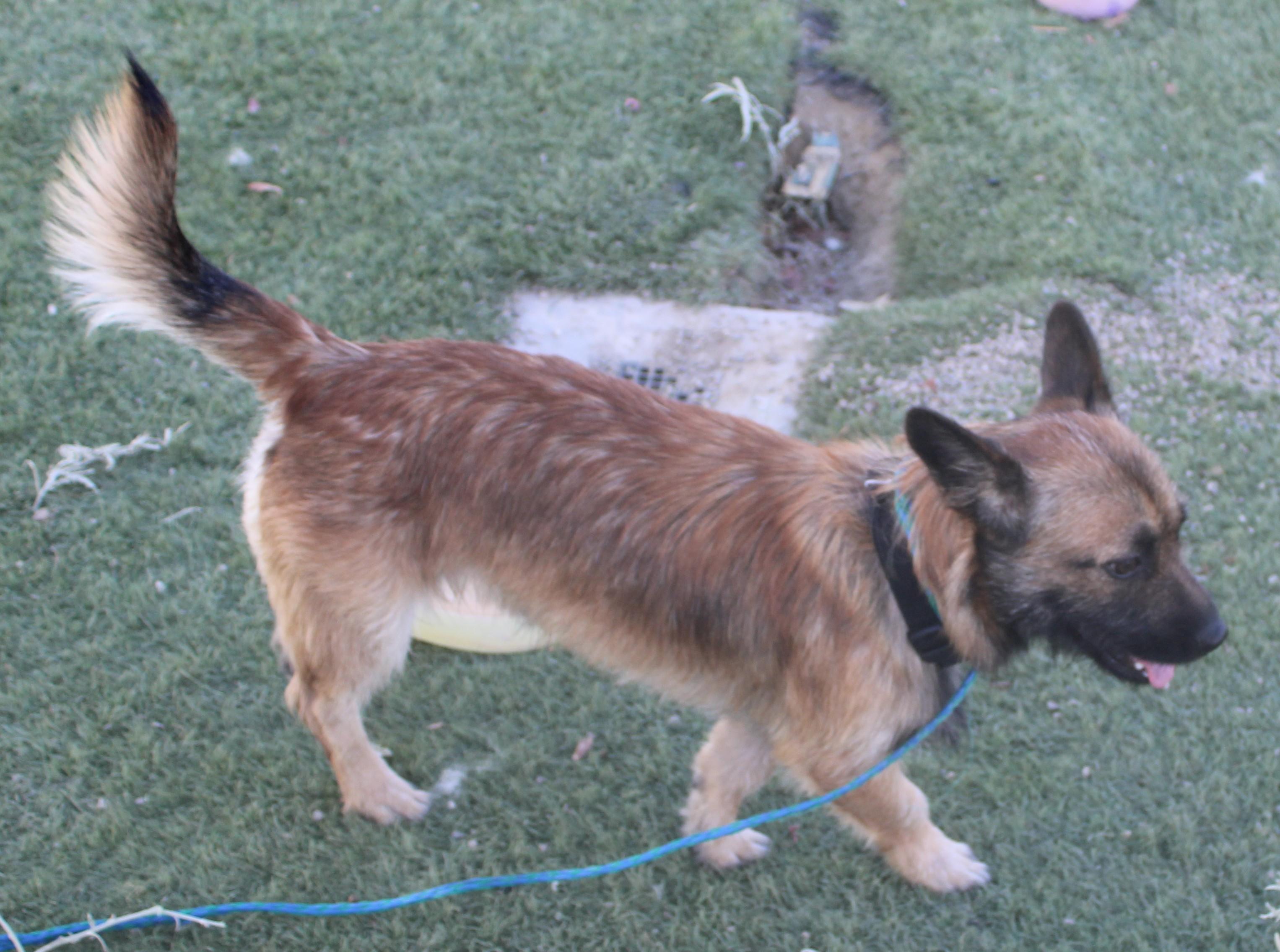 Enlarge CHEWBACCA, a Adopted mixed breed in Wasco, CA image 2/6