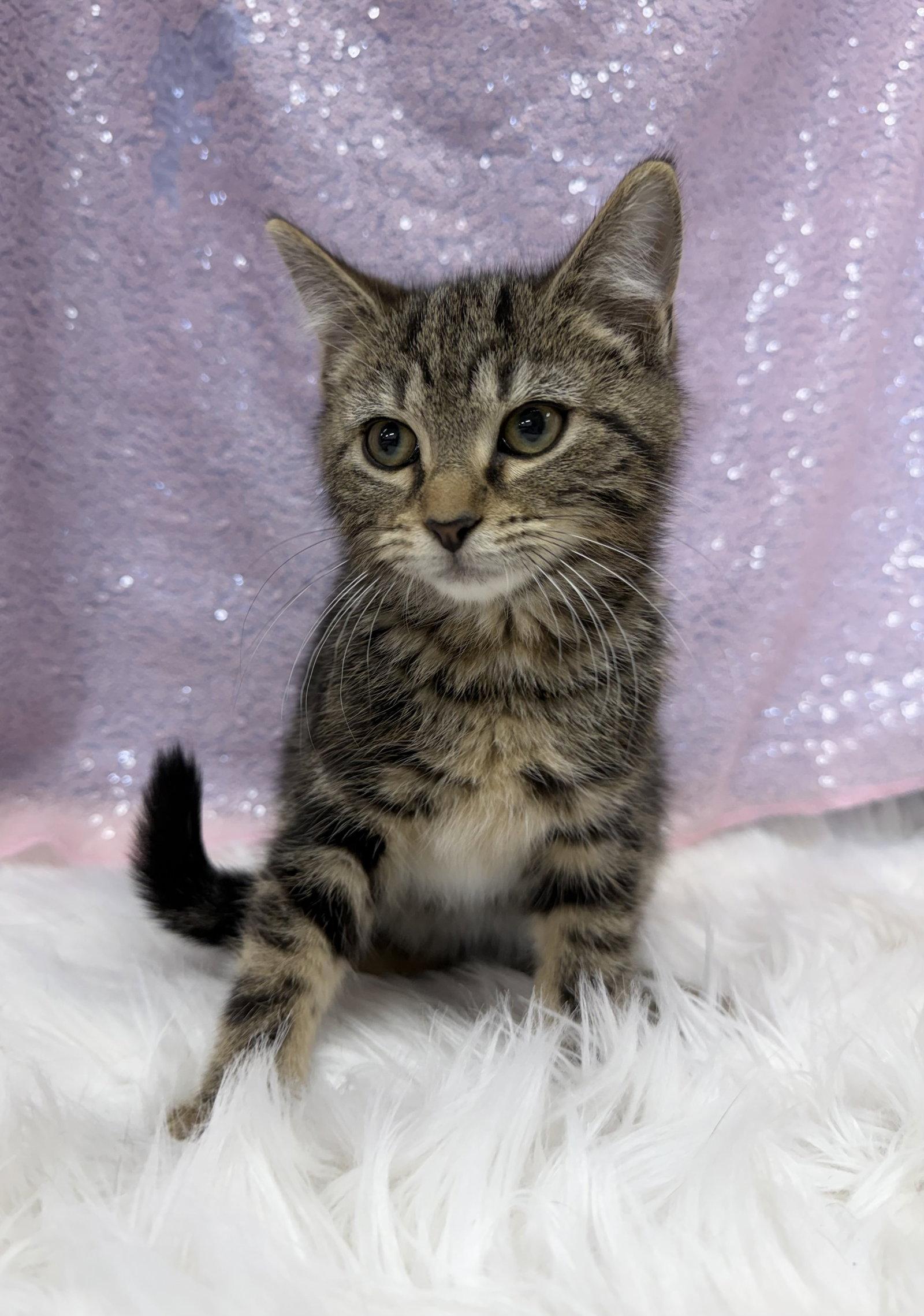 Enlarge Josephine, a Adoptable Domestic Short Hair in Clarkesville, GA image 1/2