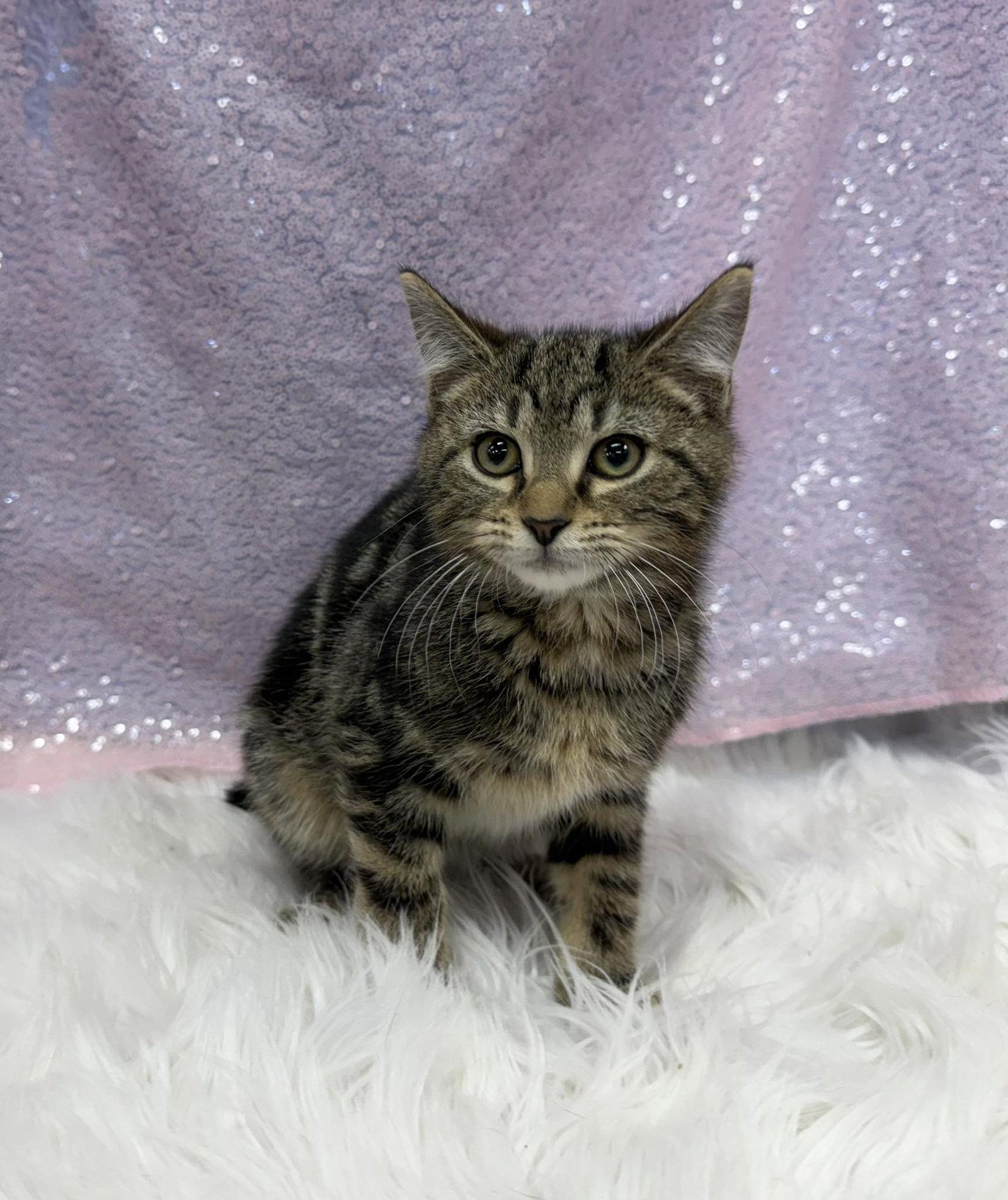 Enlarge Josephine, a Adoptable Domestic Short Hair in Clarkesville, GA image 2/2