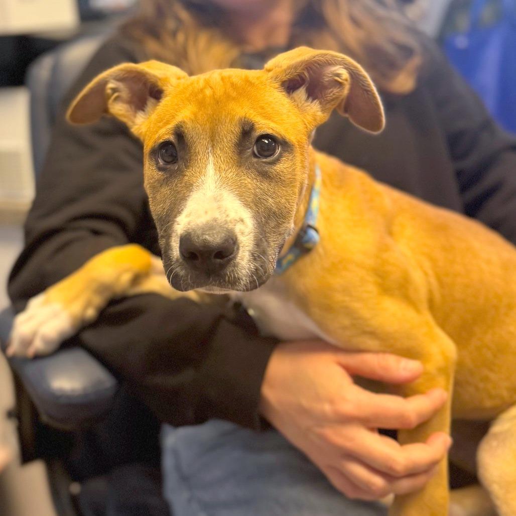 Enlarge Hendough, a Adoptable Mixed Breed in Hendersonville, NC image 1/4