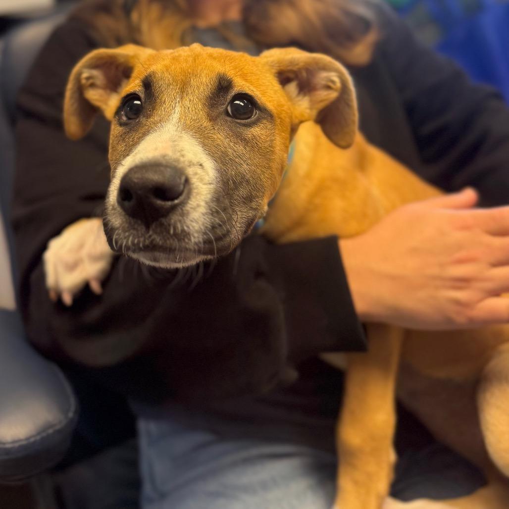 Enlarge Hendough, a Adoptable Mixed Breed in Hendersonville, NC image 2/4