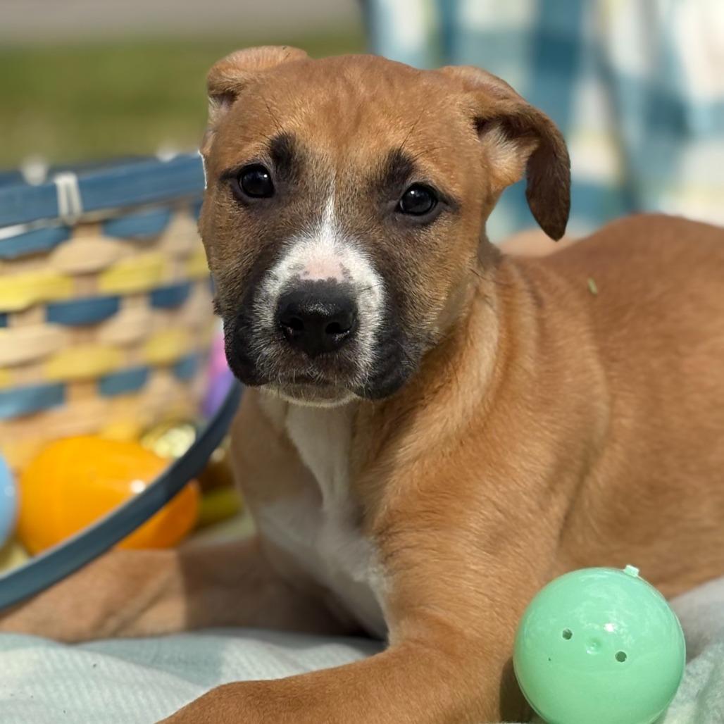 Enlarge Hendough, a Adoptable Mixed Breed in Hendersonville, NC image 3/4