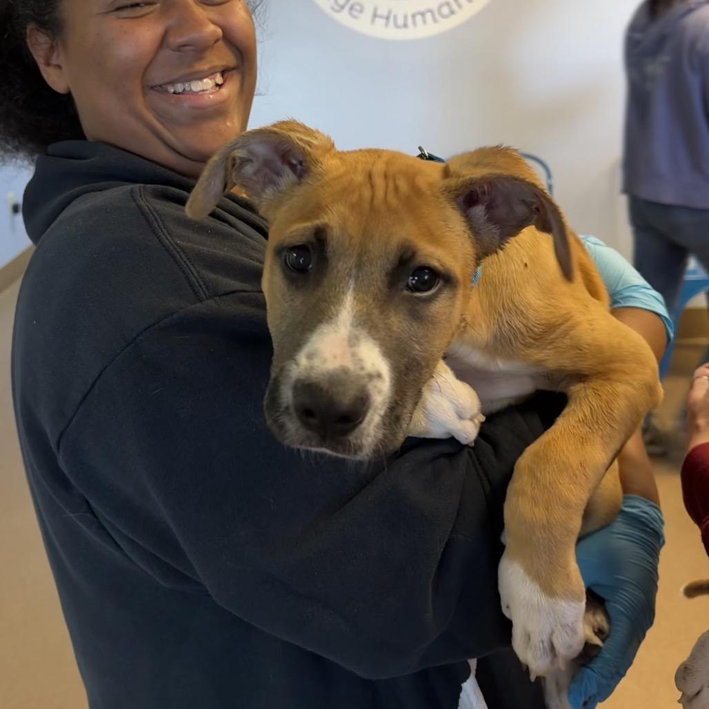 Enlarge Hendough, a Adoptable Mixed Breed in Hendersonville, NC image 4/4
