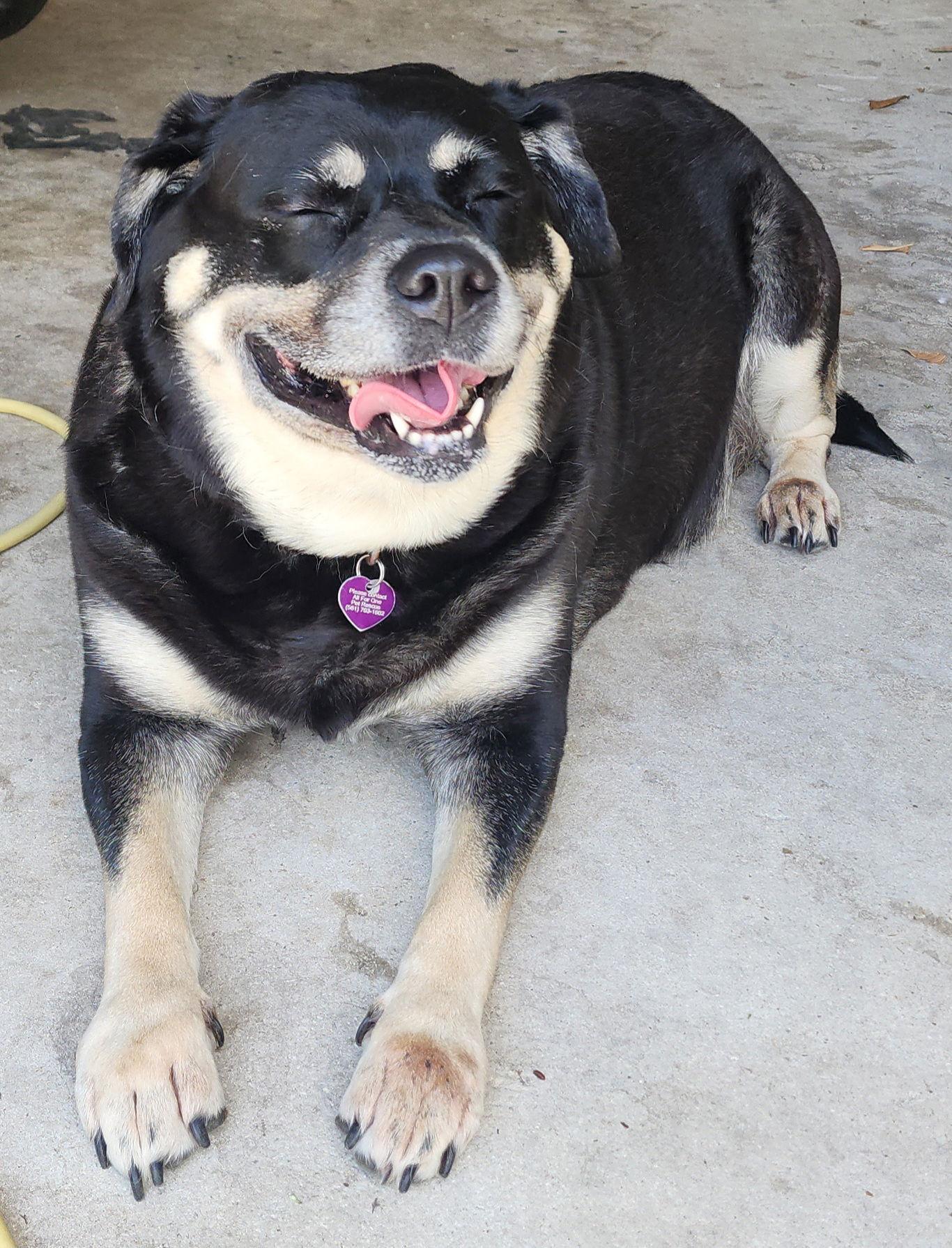 Georgia II, a Adoptable mixed breed in Royal Palm Beach, FL image 1/3