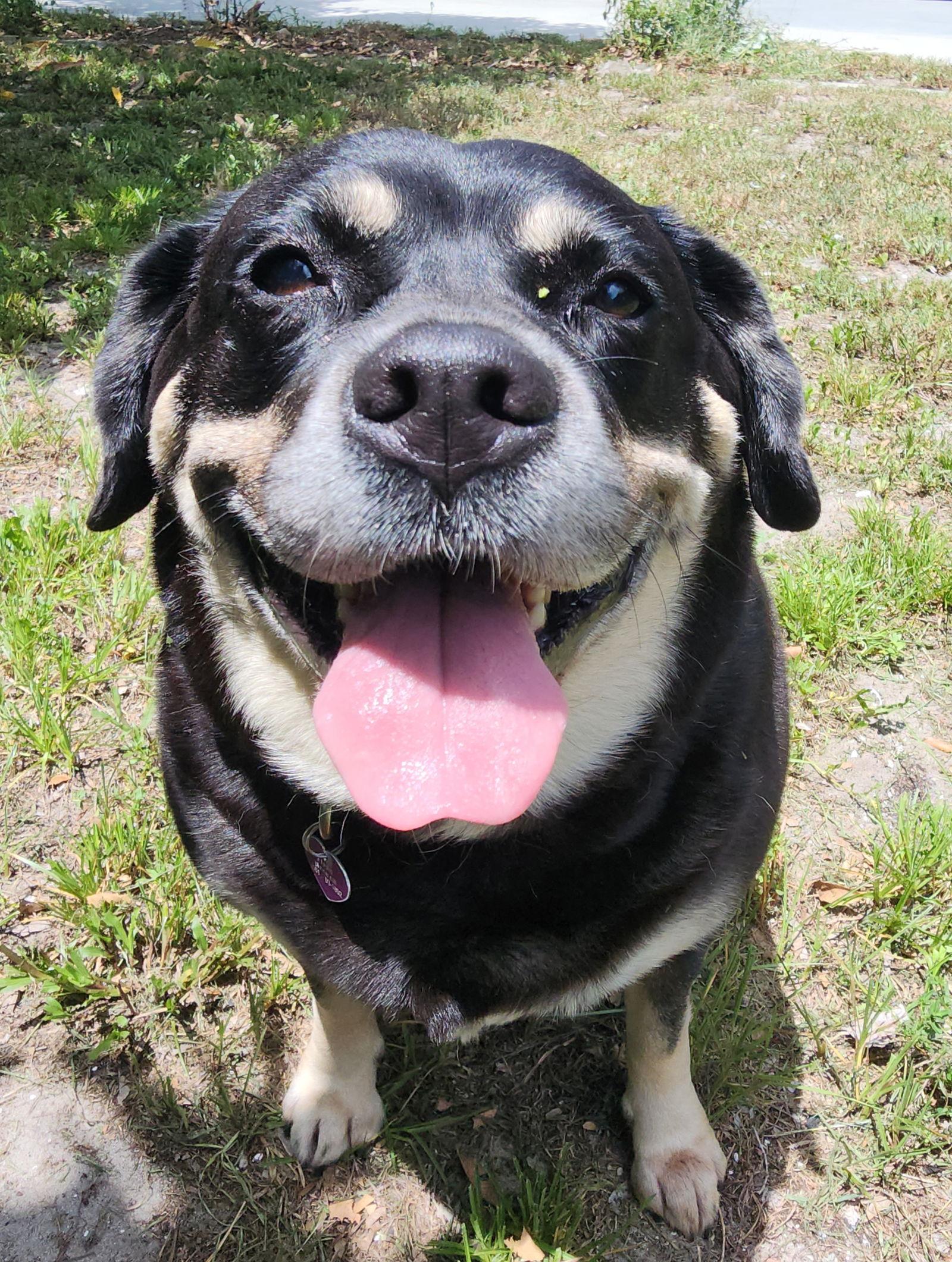 Georgia II, a Adoptable mixed breed in Royal Palm Beach, FL image 2/3