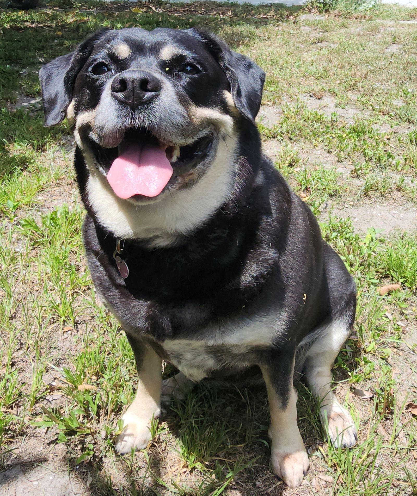 Georgia II, a Adoptable mixed breed in Royal Palm Beach, FL image 3/3