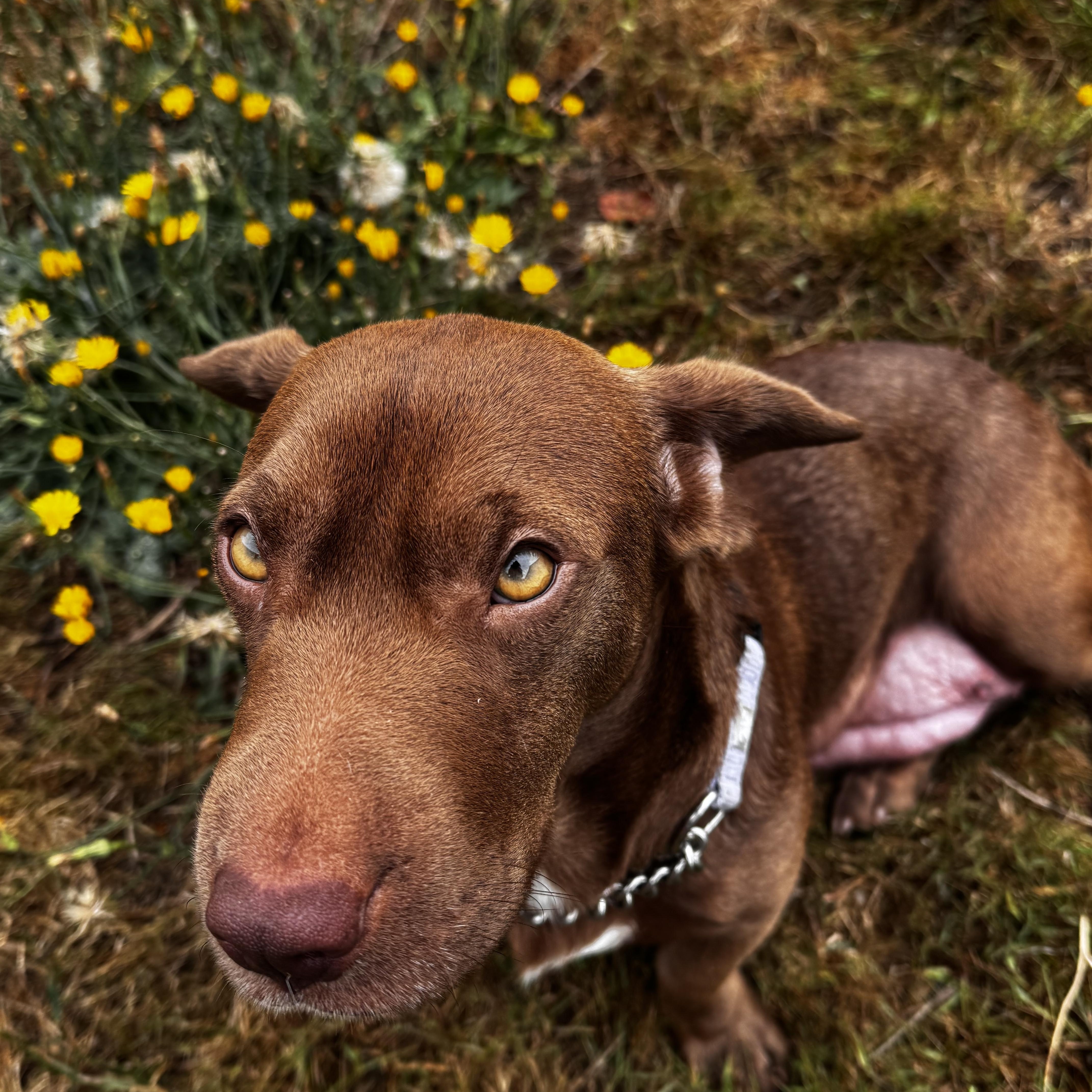 Enlarge Em-Jay, a Adoptable mixed breed in Arcata , CA image 2/5