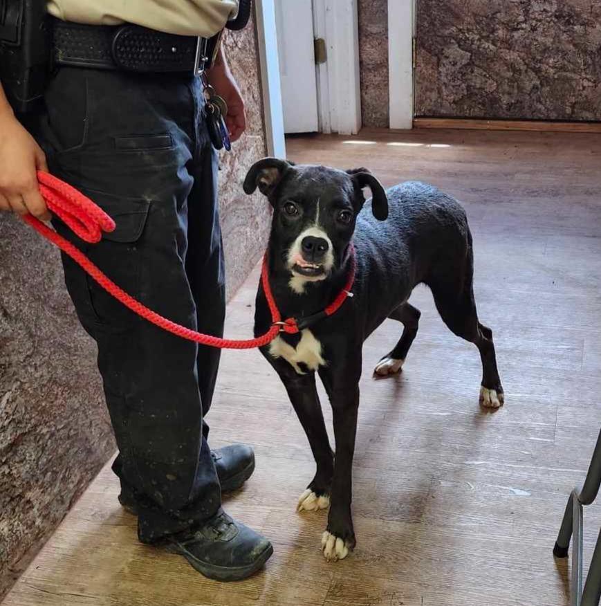 Max, Adoptable, Adult Male Boxer & Mixed Breed.