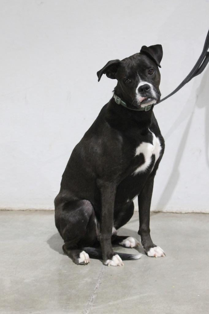 Enlarge Max, a Adoptable mixed breed in Tucumcari, NM image 2/2