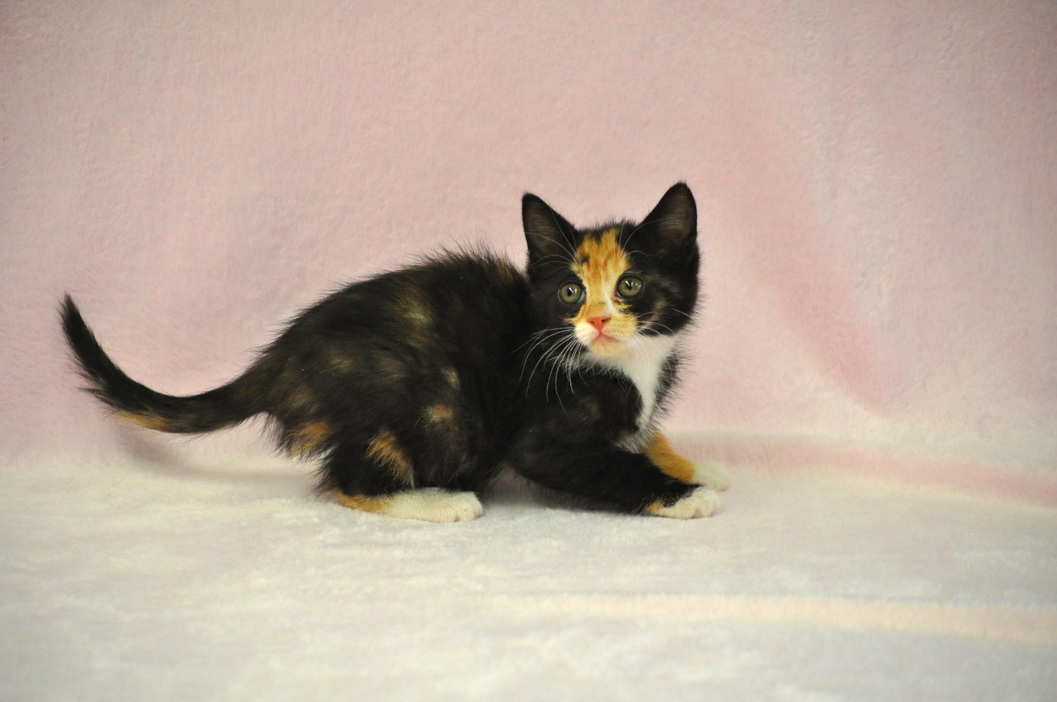 Aphrodite - Adoption Pending, a ADOPTABLE mixed breed in Union Gap, WA image 5/6