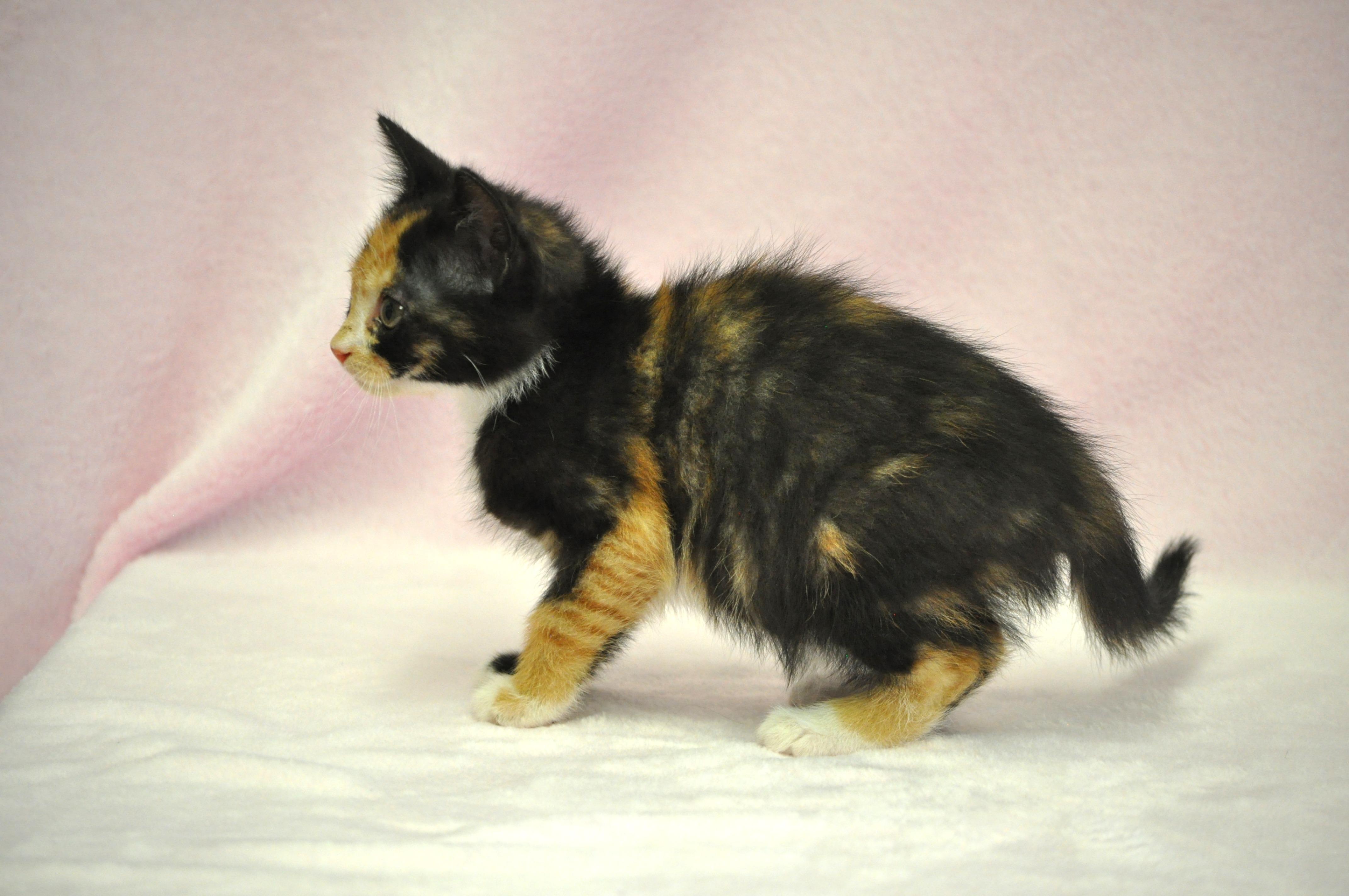 Aphrodite - Adoption Pending, a ADOPTABLE mixed breed in Union Gap, WA image 3/6