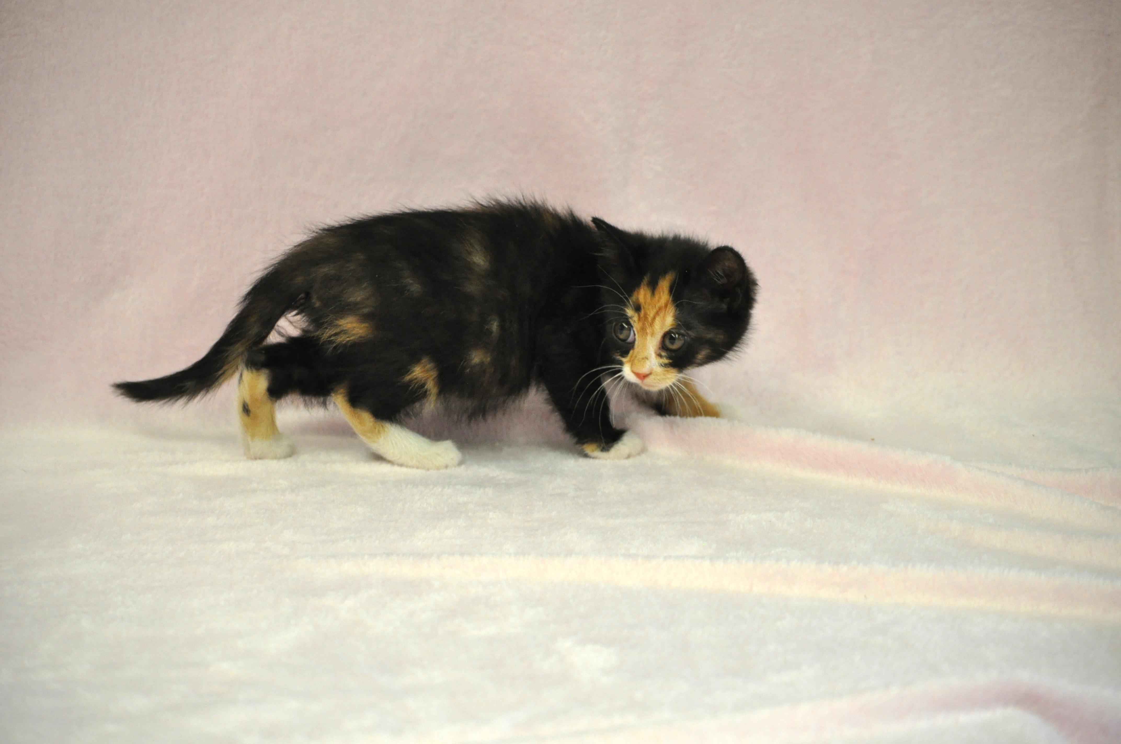 Aphrodite - Adoption Pending, a ADOPTABLE mixed breed in Union Gap, WA image 4/6