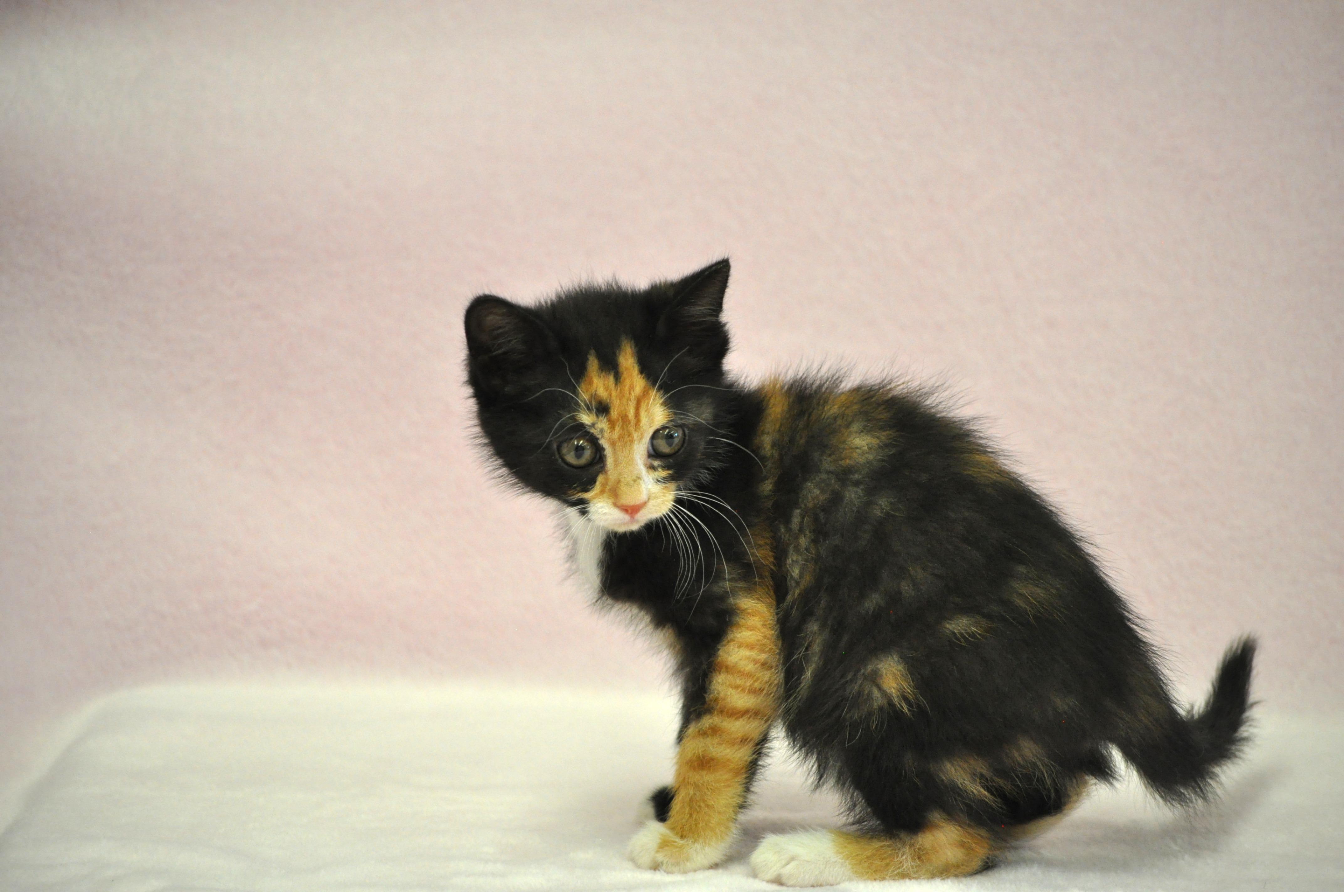 Aphrodite - Adoption Pending, a ADOPTABLE mixed breed in Union Gap, WA image 2/6