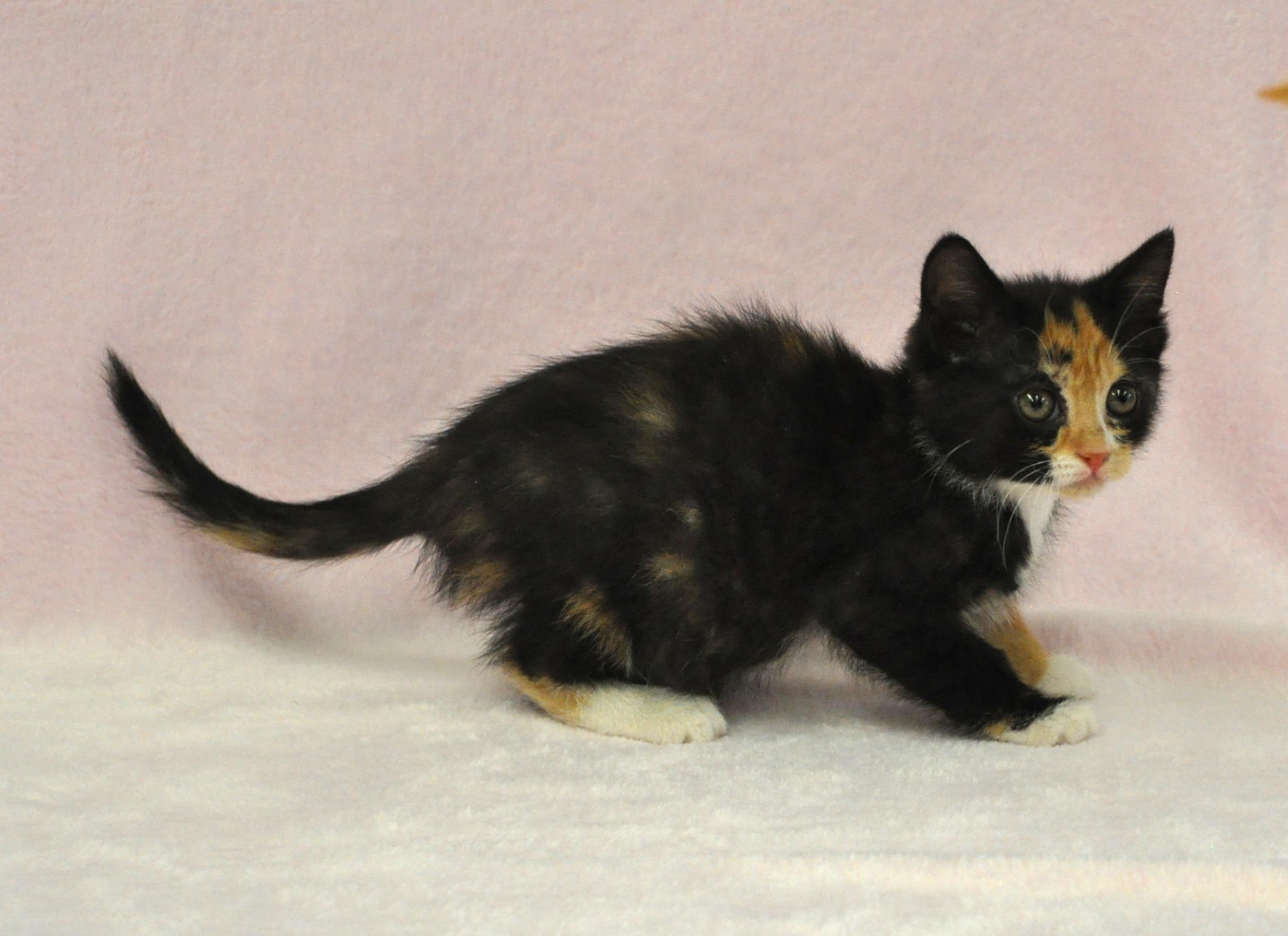 Aphrodite - Adoption Pending, a ADOPTABLE mixed breed in Union Gap, WA image 1/6