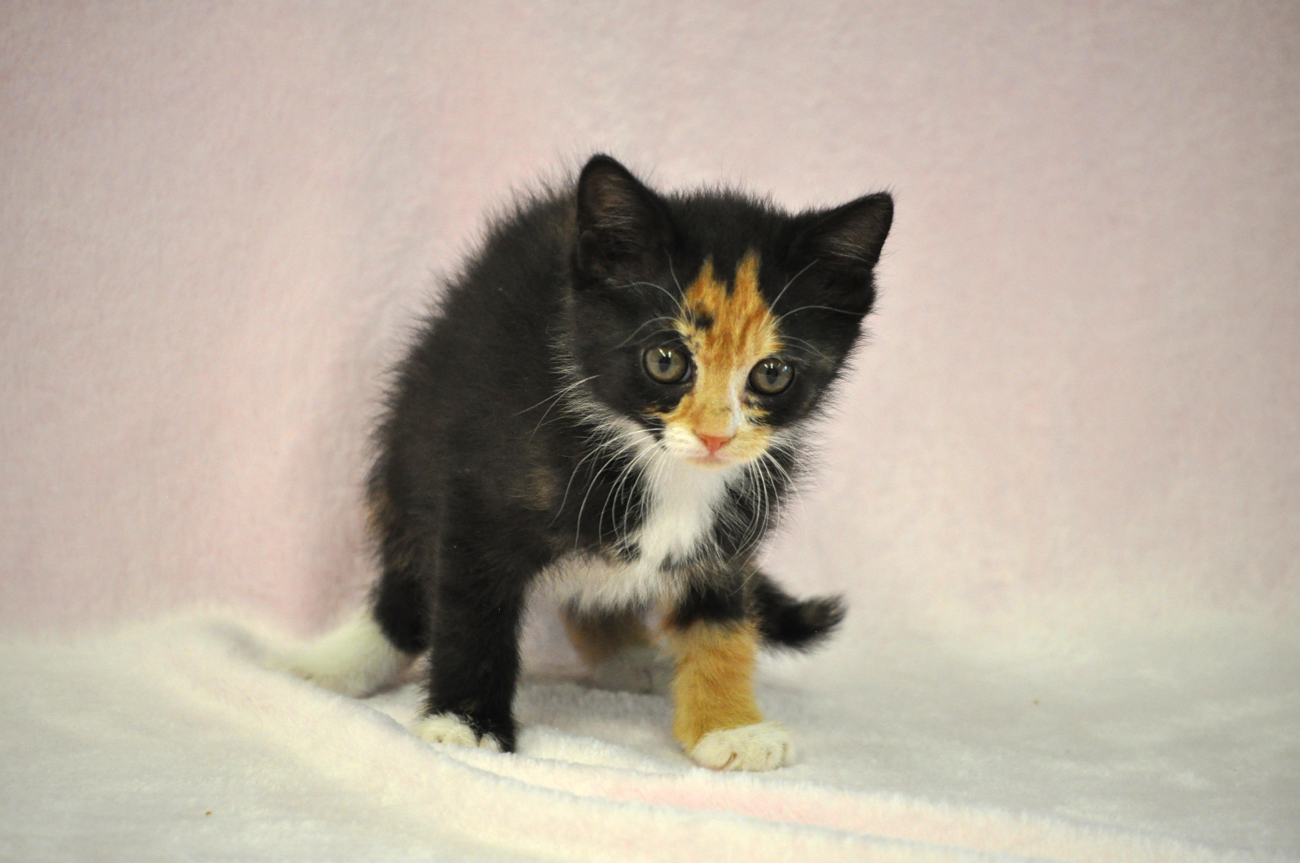 Aphrodite - Adoption Pending, a ADOPTABLE mixed breed in Union Gap, WA image 6/6