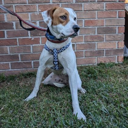 Hera, Adoptable, Adult Female Pointer & Mixed Breed.