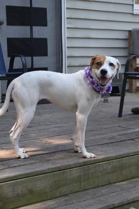 Enlarge Hera, a Adoptable mixed breed in Savannah, GA image 1/3