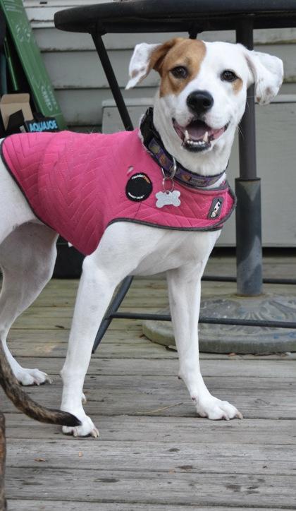 Enlarge Hera, a Adoptable mixed breed in Savannah, GA image 2/3