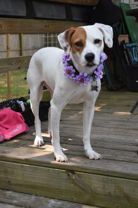 Enlarge Hera, a Adoptable mixed breed in Savannah, GA image 3/3