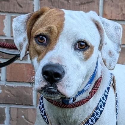 Hera, a Adoptable mixed breed in Savannah, GA image 2/3