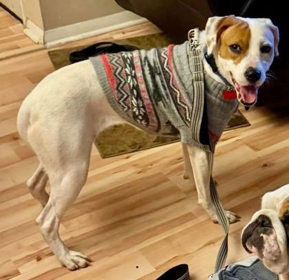 Hera, a Adoptable mixed breed in Savannah, GA image 3/3
