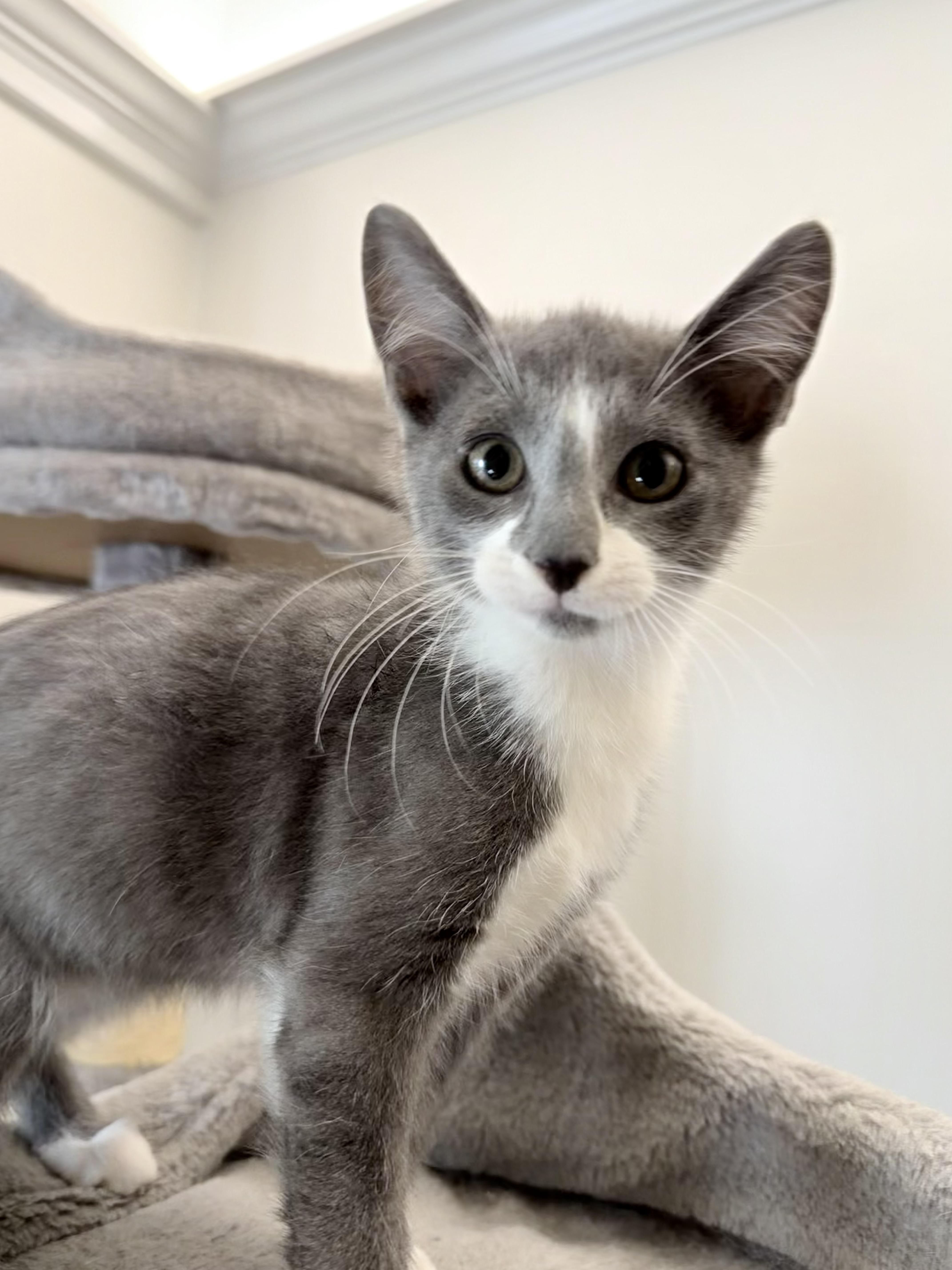 Rocket Man 2025-146, Adopted, Young Male Domestic Short Hair.