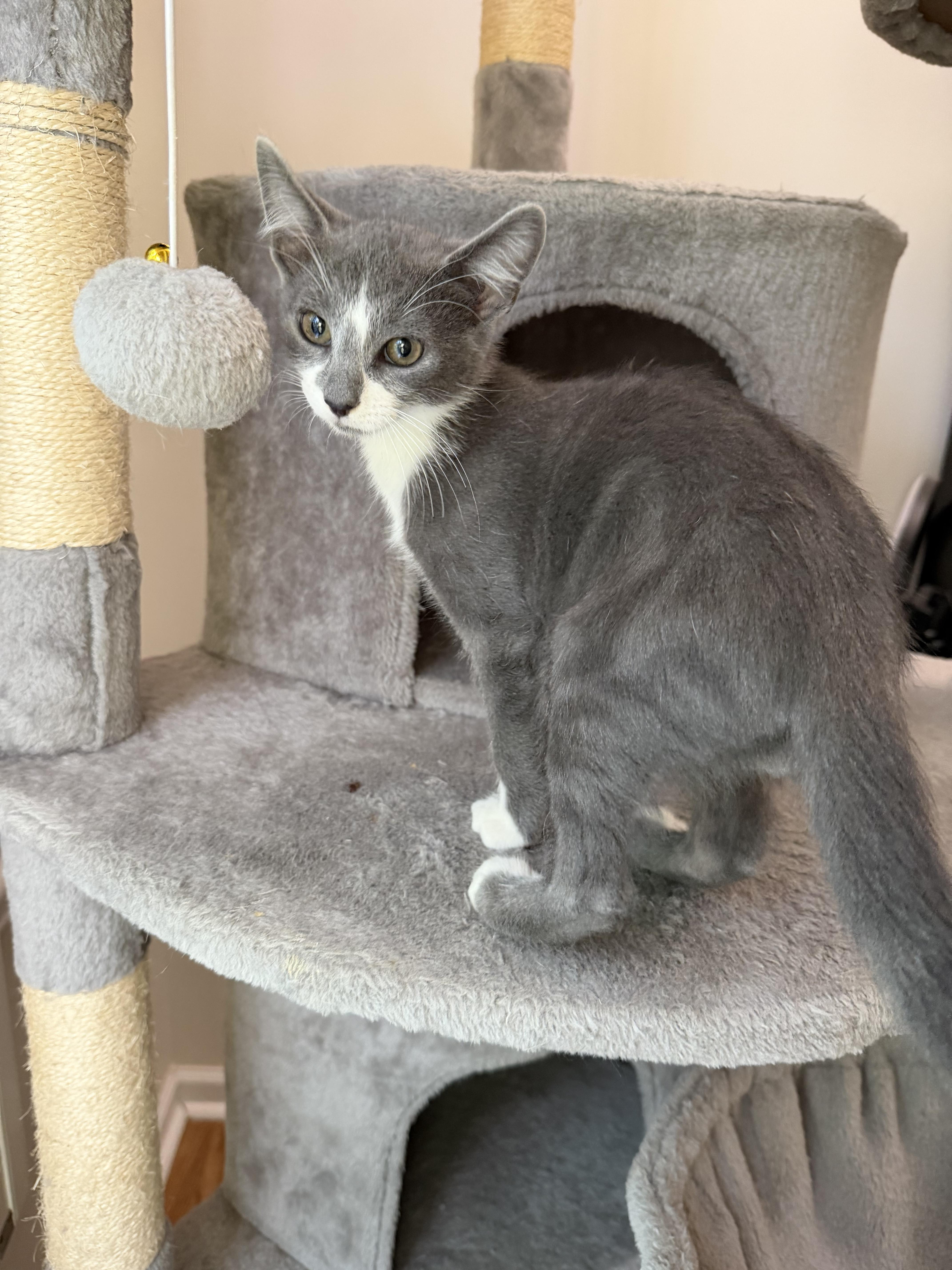 Rocket Man 2025-146, a Adopted Domestic Short Hair in Winder, GA image 2/6