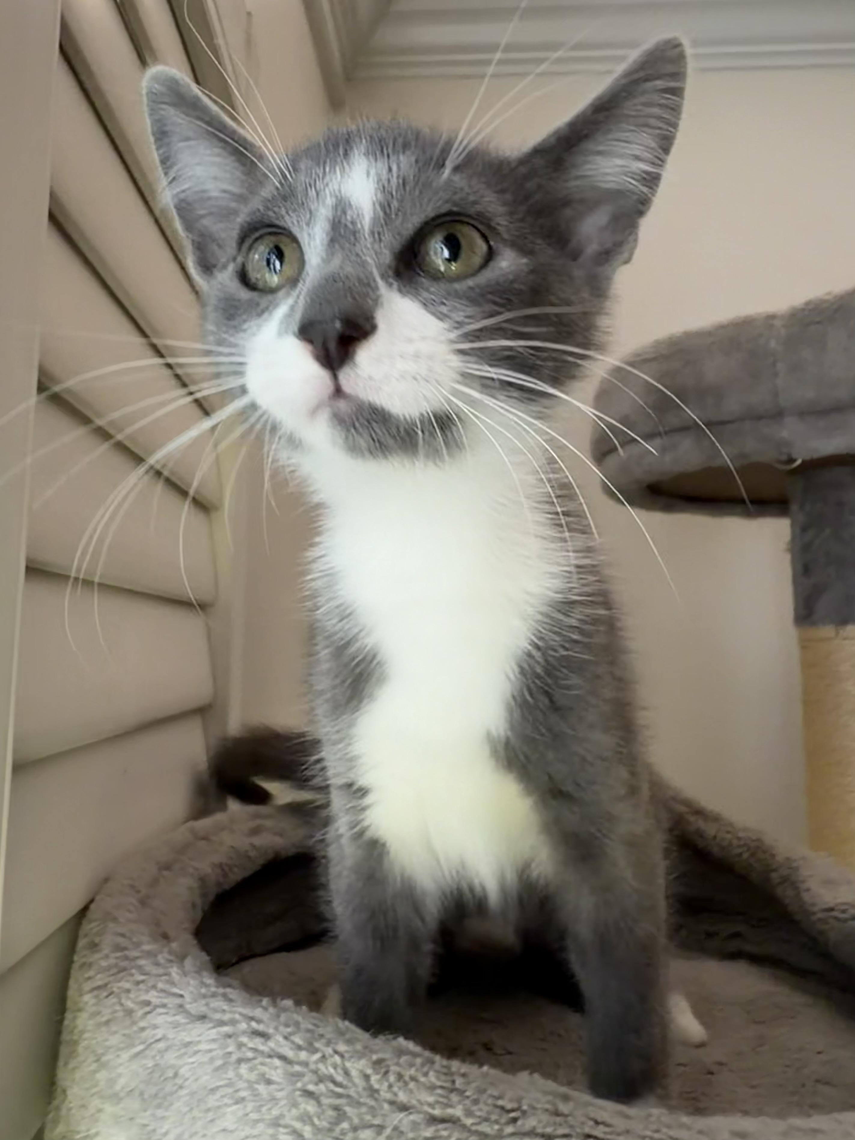 Rocket Man 2025-146, a Adopted Domestic Short Hair in Winder, GA image 3/6