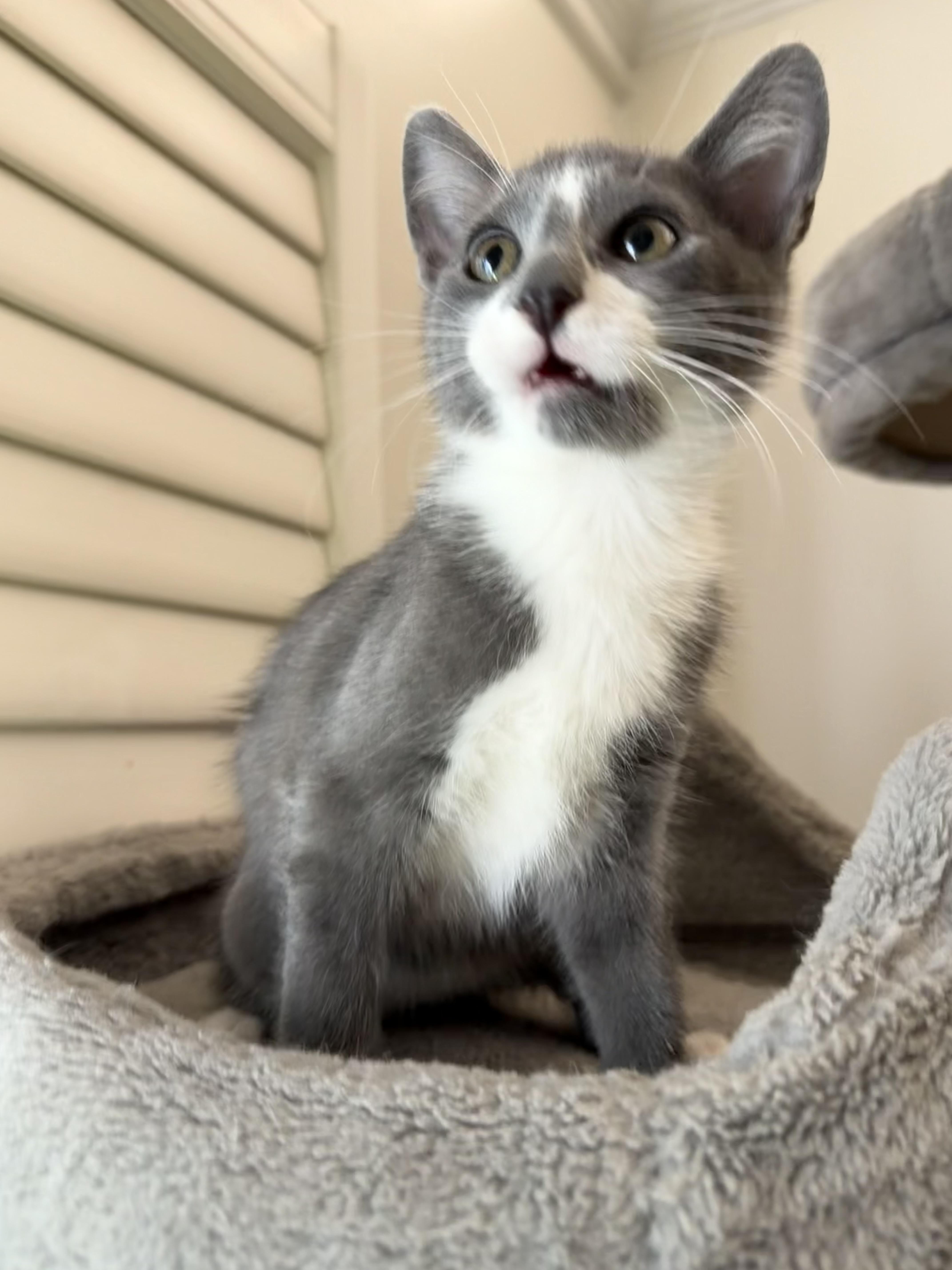 Rocket Man 2025-146, a Adopted Domestic Short Hair in Winder, GA image 4/6
