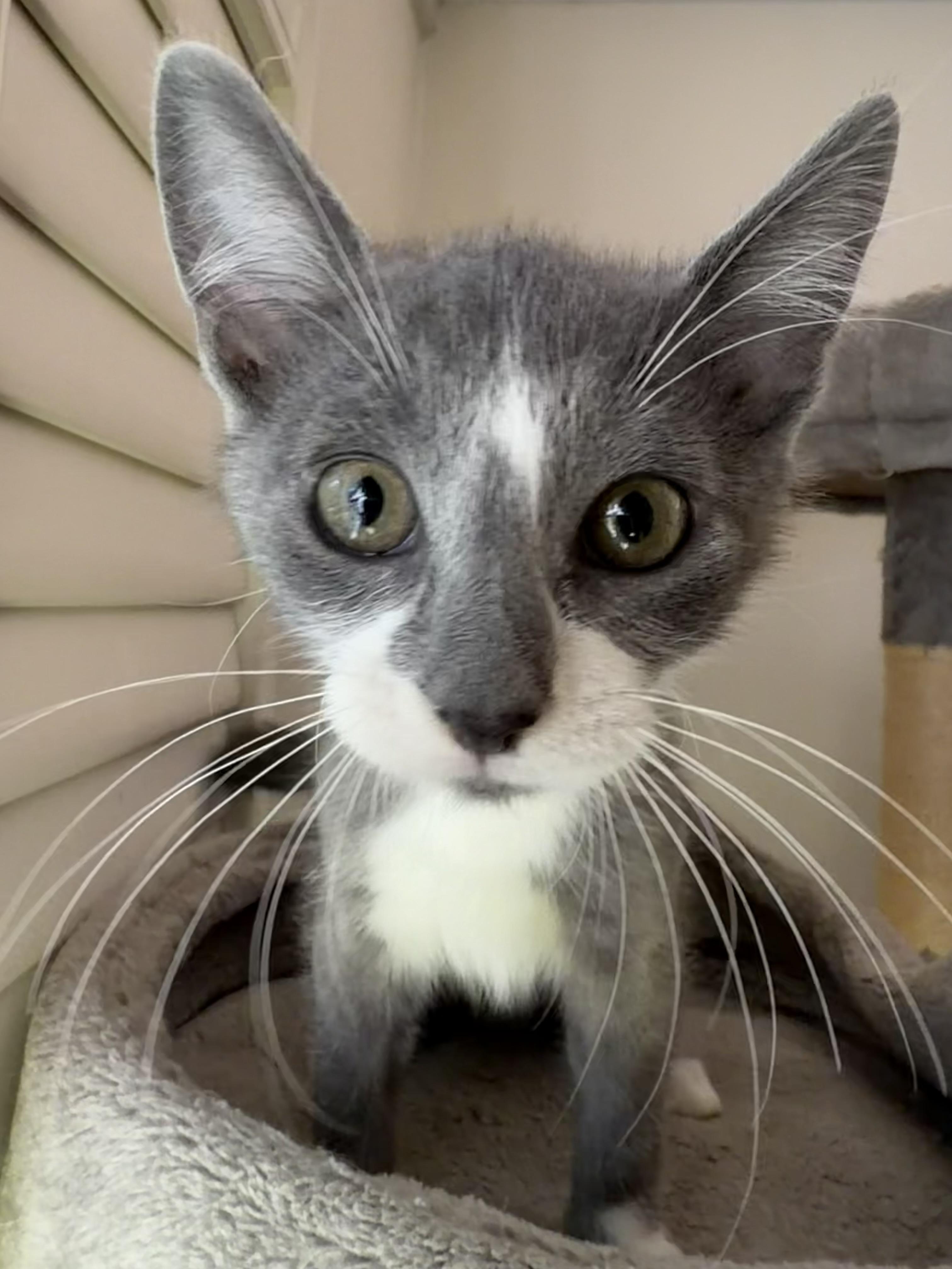 Rocket Man 2025-146, a Adopted Domestic Short Hair in Winder, GA image 5/6
