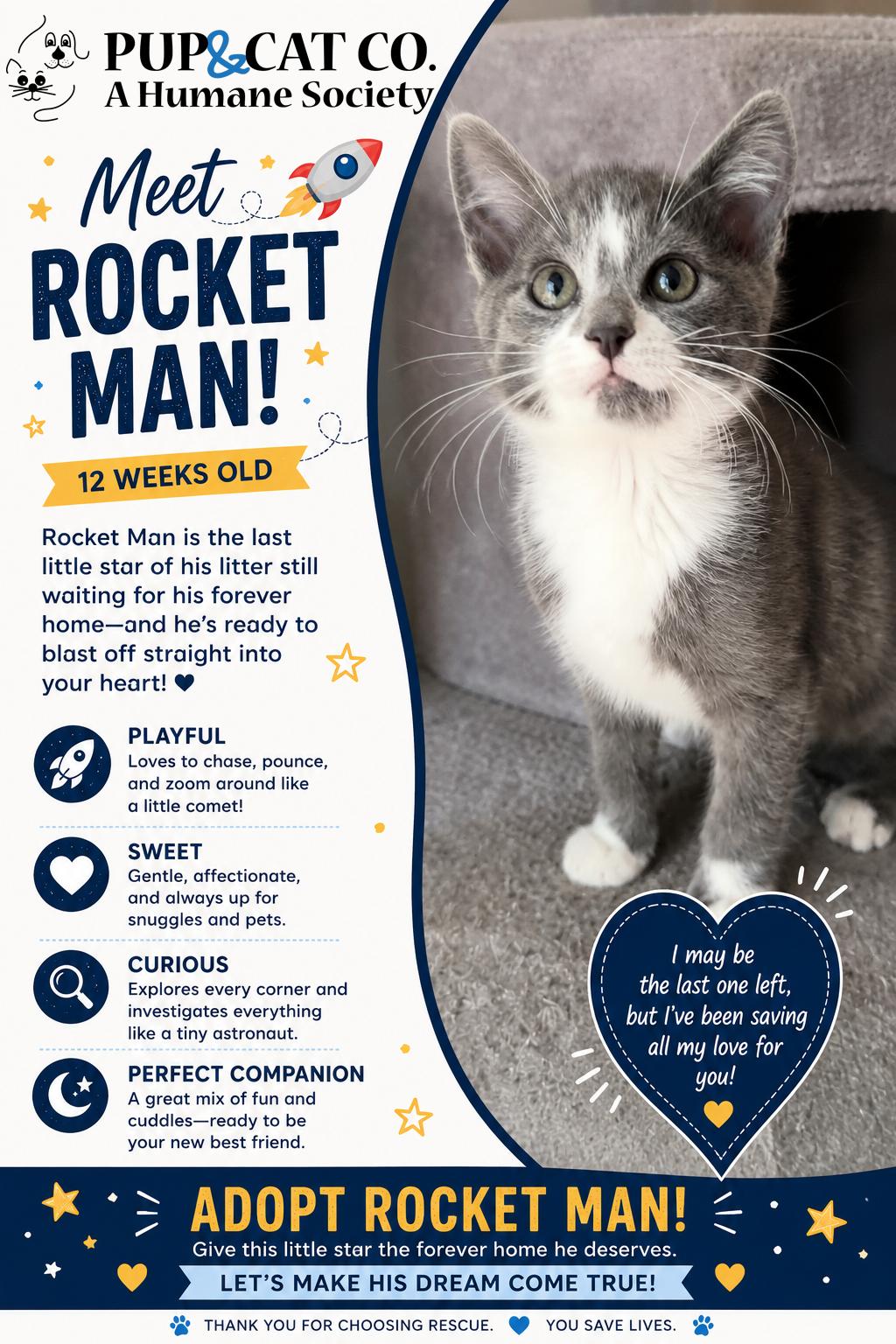 Rocket Man 2025-146, a Adopted Domestic Short Hair in Winder, GA image 6/6