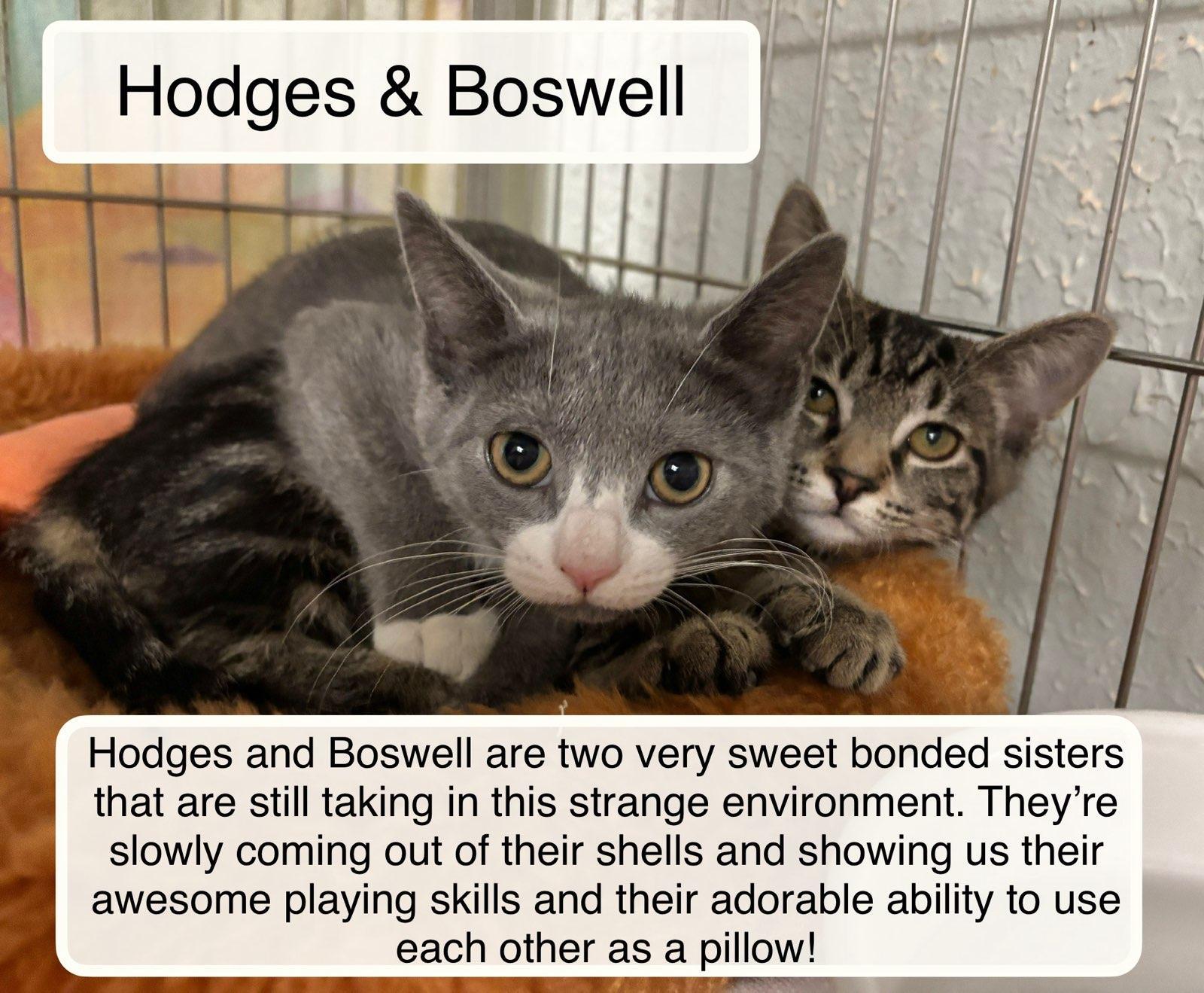 Hodge bonded with Boswell photo 2