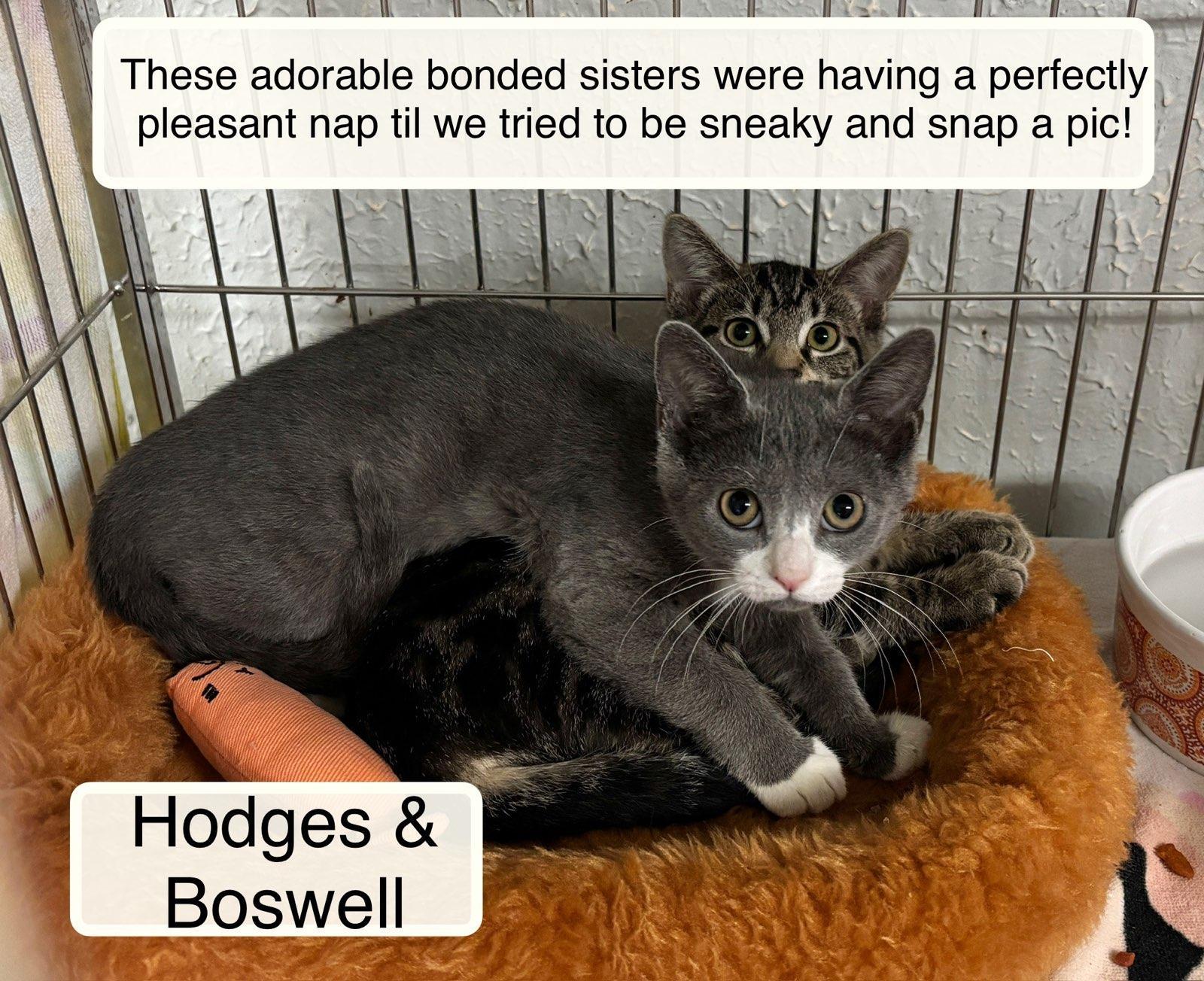 Hodge bonded with Boswell, Baby Female Domestic Short Hair