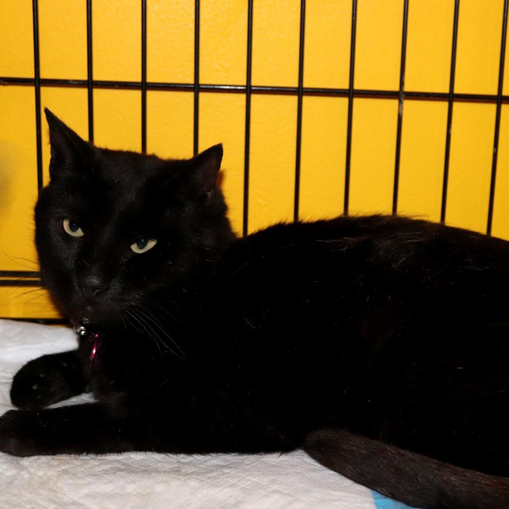 Zion, Adoptable, Adult Male Domestic Short Hair.