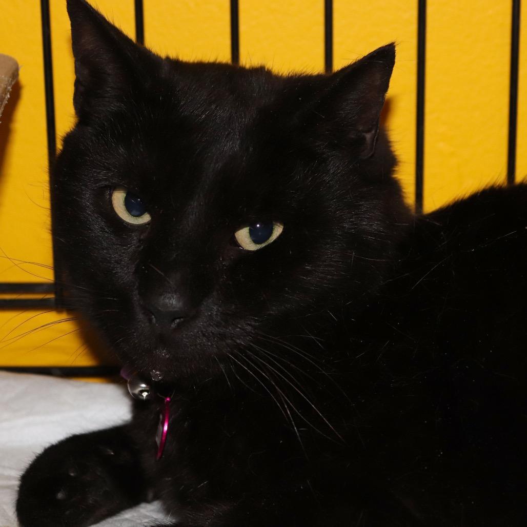 Enlarge Zion, a Adoptable Domestic Short Hair in Howard beach, NY image 2/6