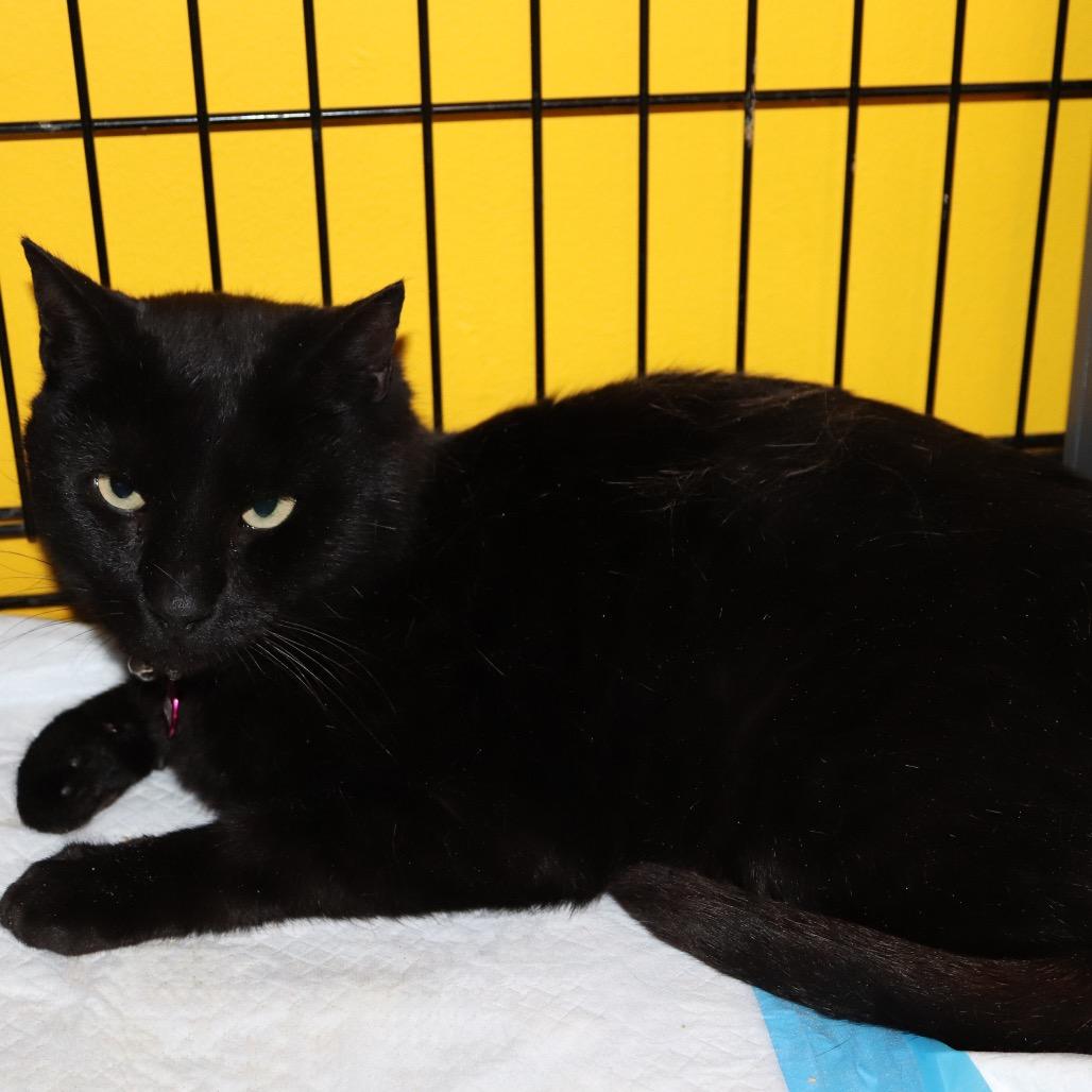 Enlarge Zion, a Adoptable Domestic Short Hair in Howard beach, NY image 3/6