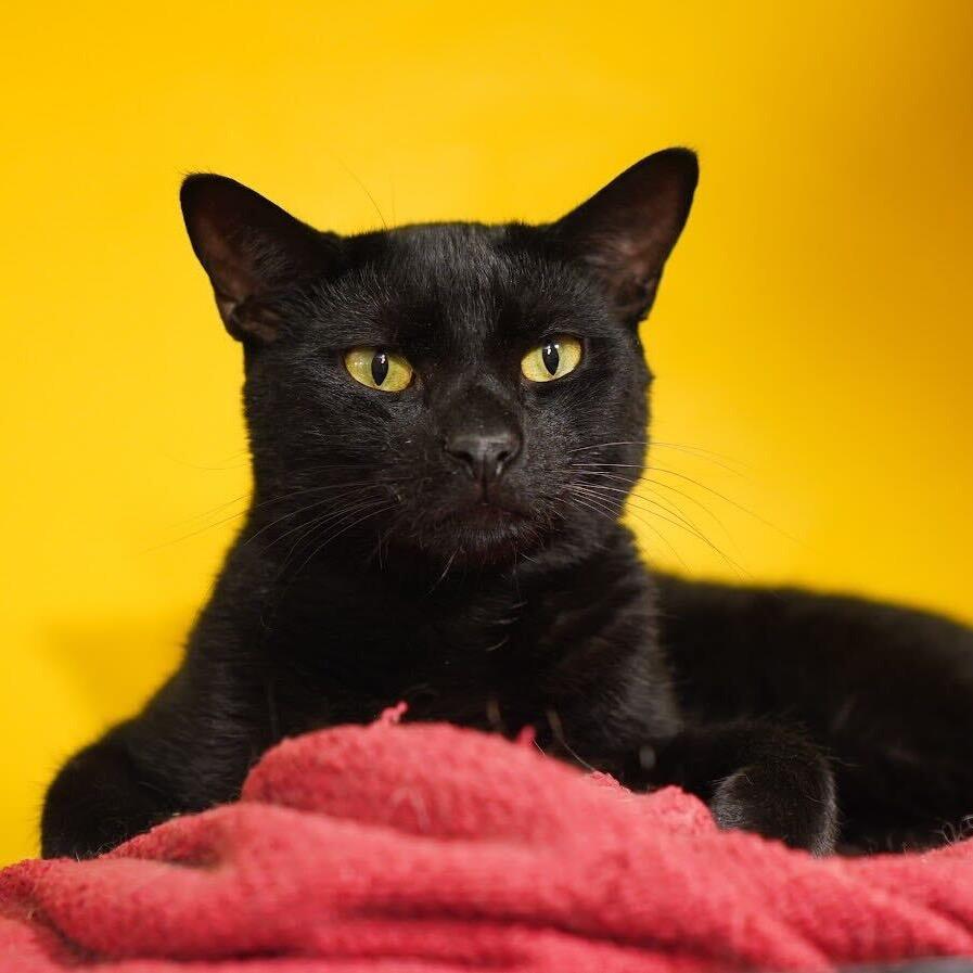 Enlarge Zion, a Adoptable Domestic Short Hair in Howard beach, NY image 5/6