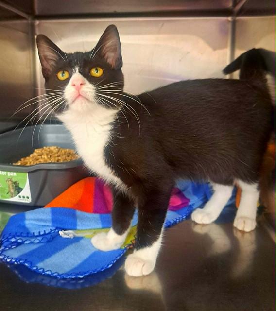 Enlarge LUMEY, a Adoptable Domestic Short Hair in Easton, MD image 1/1