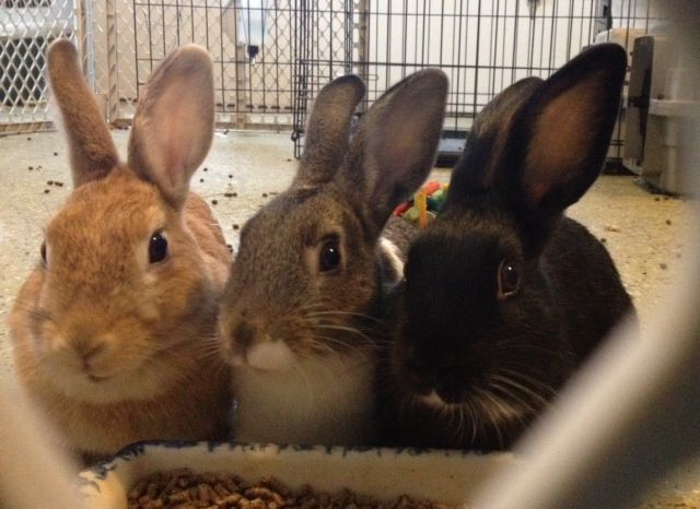 We Have All Types of Adoptable Bunnies