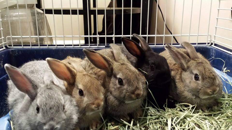 Enlarge We Have All Types of Adoptable Bunnies, a Adoptable mixed breed in Philadelphia, PA image 2/6