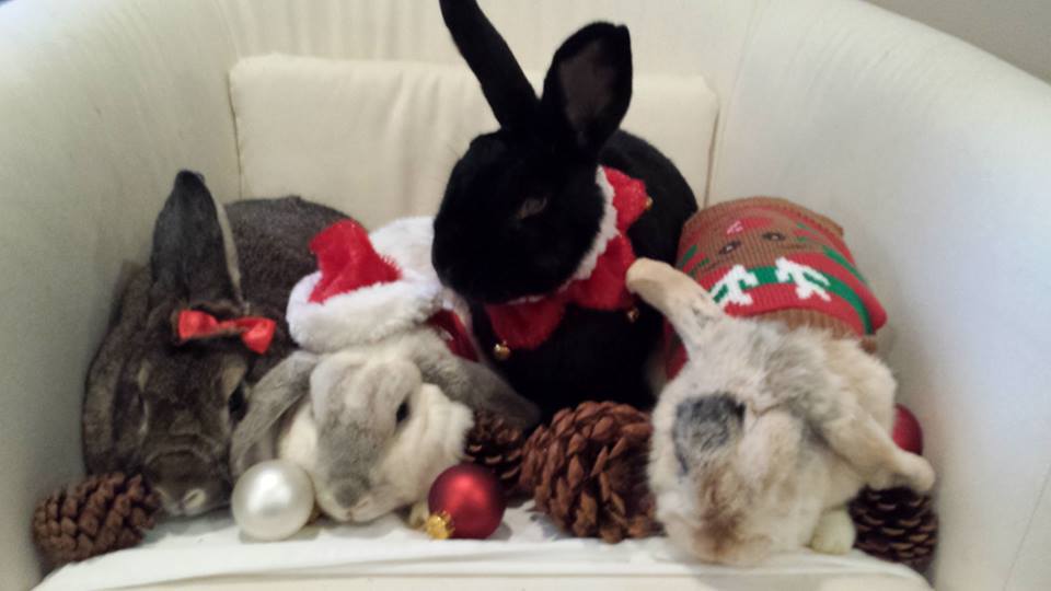 Enlarge We Have All Types of Adoptable Bunnies, a Adoptable mixed breed in Philadelphia, PA image 3/6