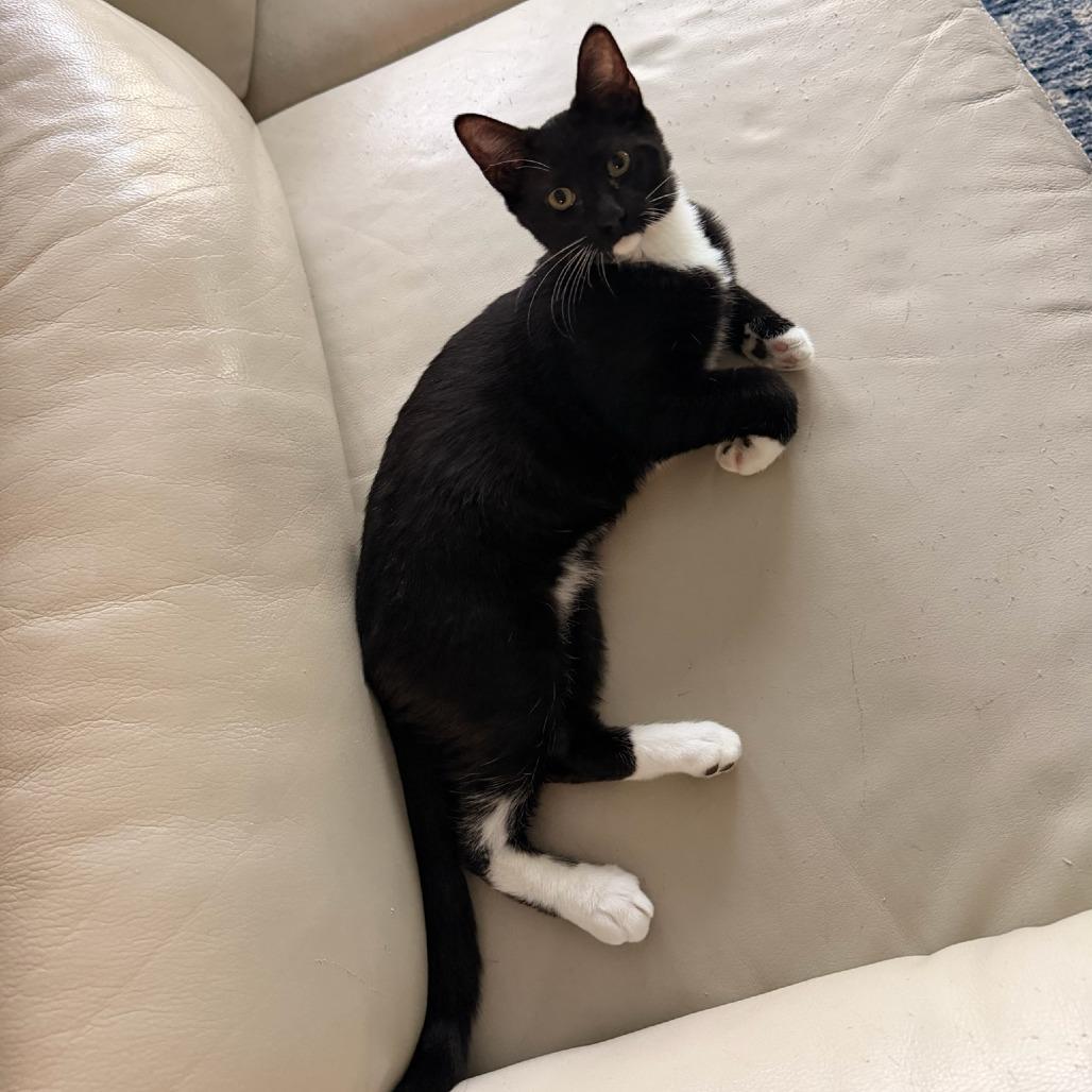 Mousecowitz, Adoptable, Kitten Male Domestic Short Hair.