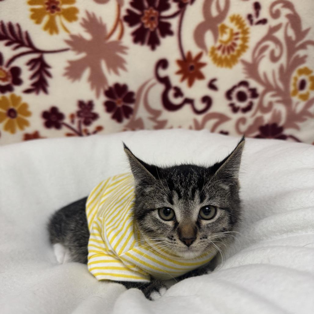 Donut, Adoptable, Kitten Female Domestic Short Hair.