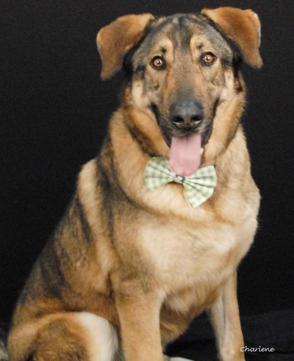 Duke, Adoptable, Adult Male German Shepherd Dog.