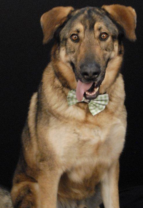 Duke, a Adoptable German Shepherd Dog in Newland, NC image 2/2