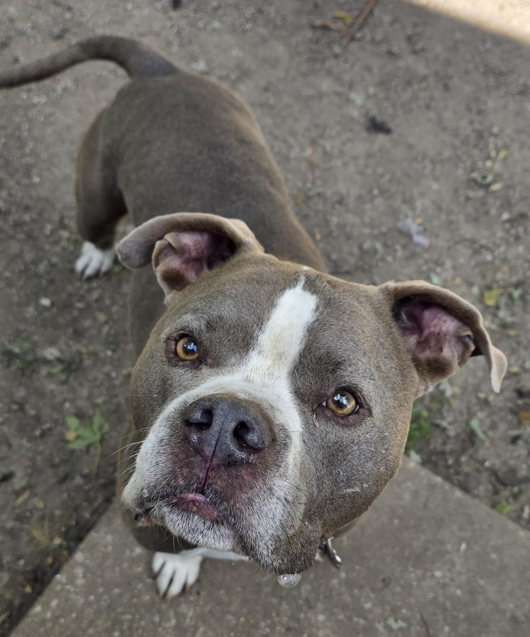 Rizzo, ADOPTABLE, Adult Male Pit Bull Terrier.