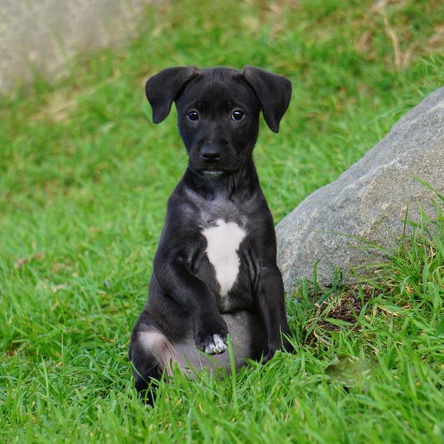 Enlarge Monet Pup - Kahlo, a Adoptable mixed breed in San Diego, CA image 1/3