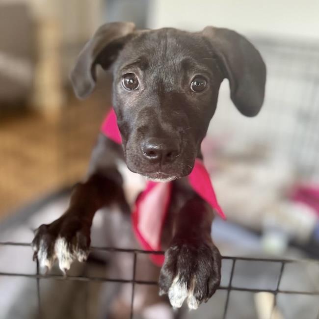 Monet Pup - Kahlo, a Adoptable mixed breed in San Diego, CA image 1/3