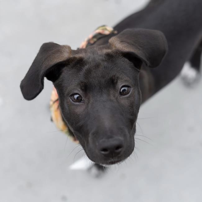 Enlarge Monet Pup - Kahlo, a Adoptable mixed breed in San Diego, CA image 2/3